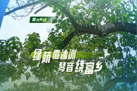 黄河看绿｜防风固沙的泡桐树，变成兰考的“致富树”图片