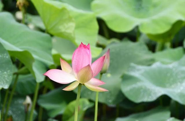 盛夏“荷”处去？三湘美景等你约……