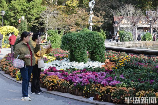 秋日赏菊正当时，老年游客成主力
