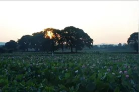 江西广昌：一颗太空莲，能量有多强？图片