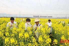 农业农村部湖南油菜综合科研试验基地建设完成图片