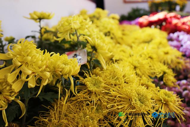 甘州府城：一半是人间烟火，一半是菊韵诗魂