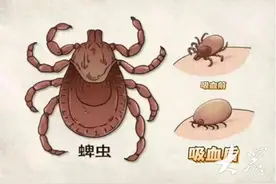 被蜱虫叮咬有哪些症状？疾控专家带你破解蜱虫危机图片