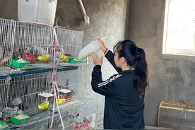 一只芦丁鸡“孵”出富民好产业图片