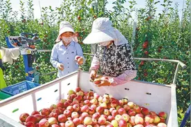 千阳苹果第四次“飞天”图片
