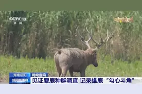 缠鹿角、涂泥巴，进入发情季的雄鹿这样“秀肌肉”图片