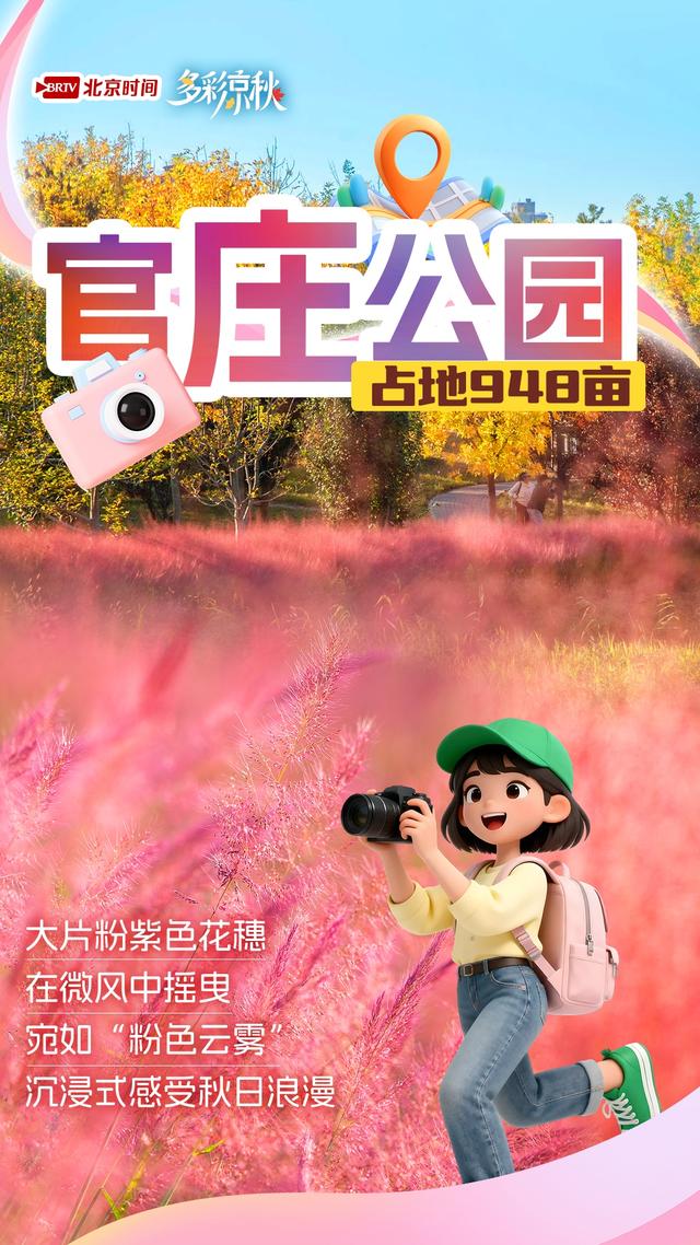 北京6大粉黛花海正盛放！美到窒息，再不去就晚了