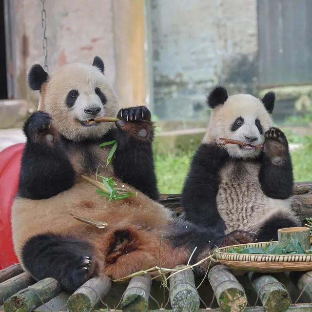 比电影还上头，重庆现实版“疯狂动物城”，超好逛！