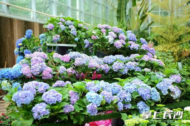 浪漫拉满！省植物园六大绣球绽放等你来打卡 ｜ 组图
