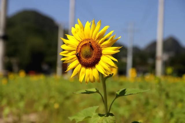 80亩向日葵花海！藏在门头沟这里——
