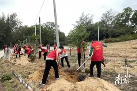 茂名滨海新区：发起植树活动90多场，种下树苗超7000株图片