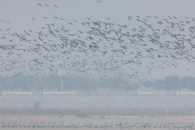 鸟眼里的5A级景区！候鸟迁徙大军又来河南过“寒假”