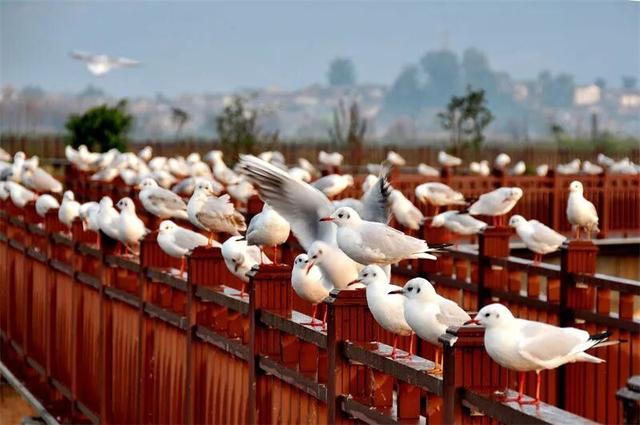 秋冬，来红河旅居吧！