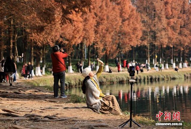 成都升仙湖公园水杉林染“红妆”引游人