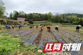 慈利县高峰土家族乡景阳村：明前茶飘香 茶农采摘忙图片