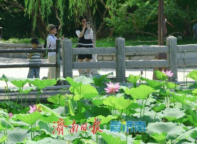 一年四季 泉在济南丨“荷”其有幸相约泉城，济南第39届荷花艺术节开幕了