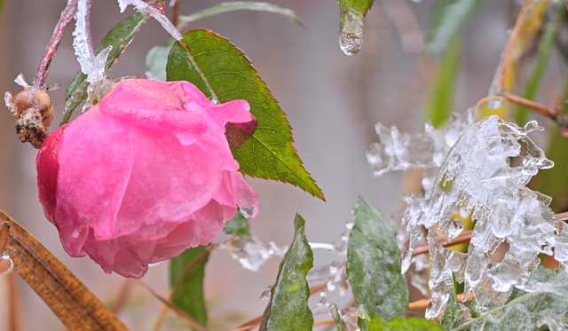 零下3℃的浪漫 融水雾凇等你来打卡
