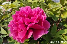 读城记.菏泽/一朵花，一座城图片