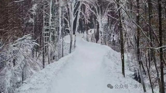 净月潭新地标冲刺收尾！1677米“森林穿越雪飘流”即将开滑！