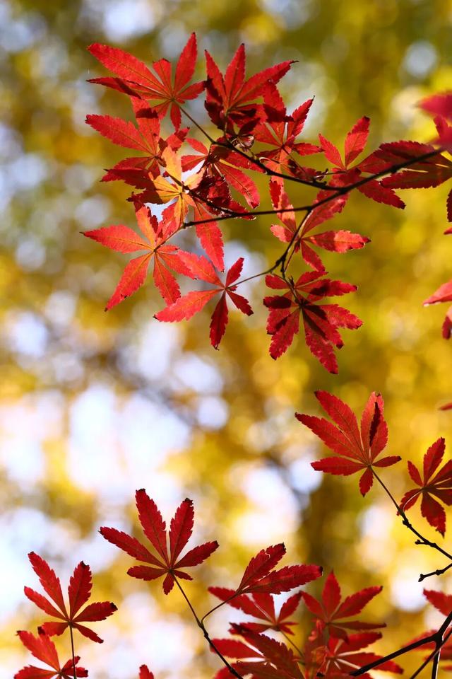 “CHUA”的一下，65%！