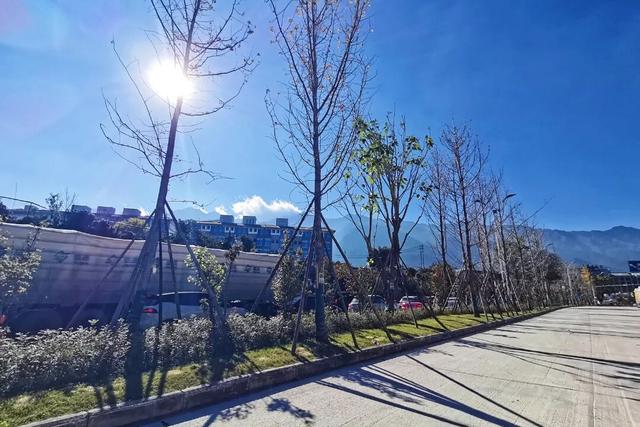 黑路面+银杏道！大凤路景区段绿美“上新”