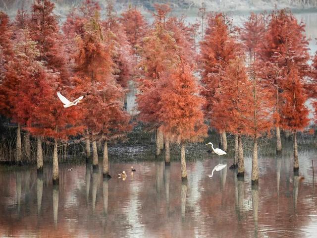 冬来秋未尽！秋天是赖上合肥了？