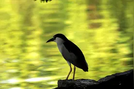 化解“天屎之路”烦恼，简单驱赶并非上策 | 新京报专栏图片