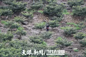北盘江畔果飘香，兴仁九盘村“大五星”枇杷喜丰收图片