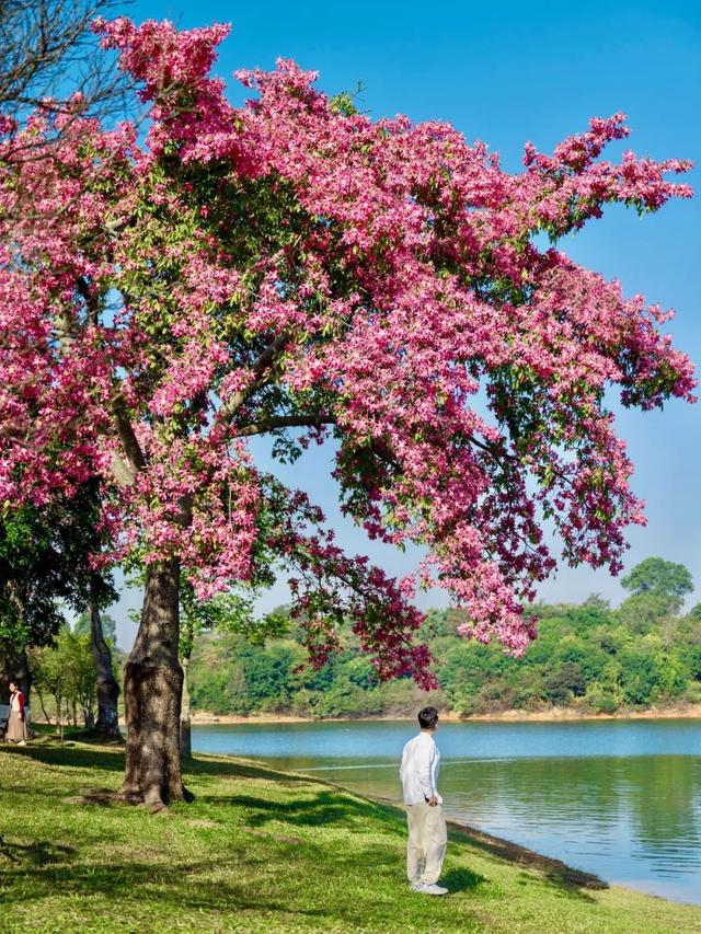 天气正好、花正开，去看粉色的东莞！