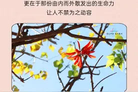 游玩攻略已备好！北方“小冰墩们”，泉州欢迎你！图片