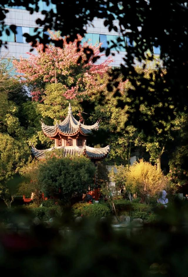 没想到，冬日的黎明湖公园这么美！