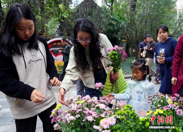 四川成都：700余种菊花亮相引游人