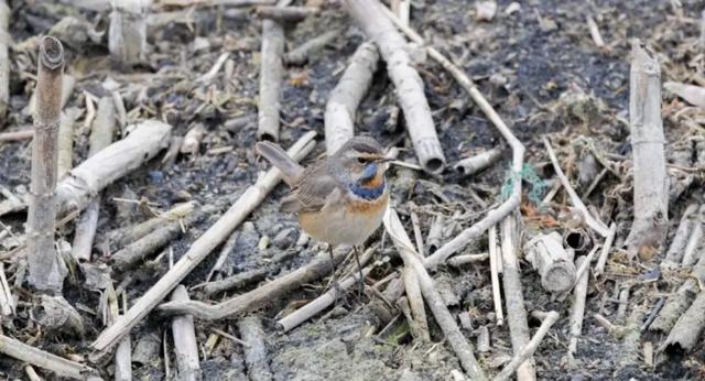 无锡最新追“星”指南，速收藏！