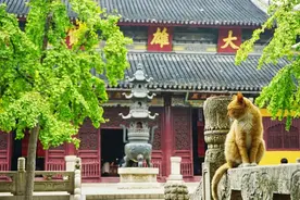 去寺庙吸猫的年轻人，把猫盘出了班味图片