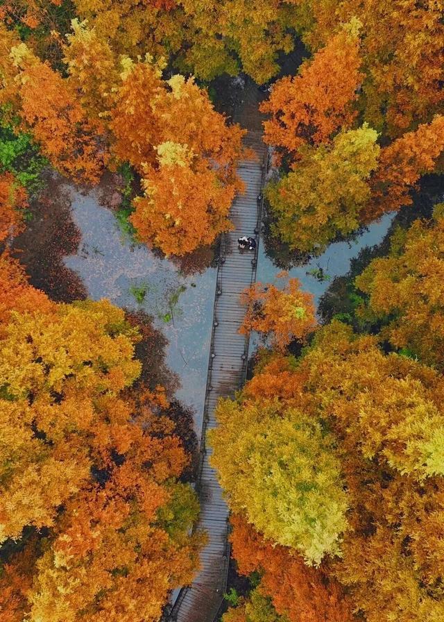 成都限定红！水杉最美季节上线，赶紧打卡