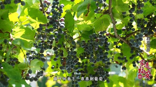 家是福安 | 来溪塔，把日子过成“慢慢的甜”