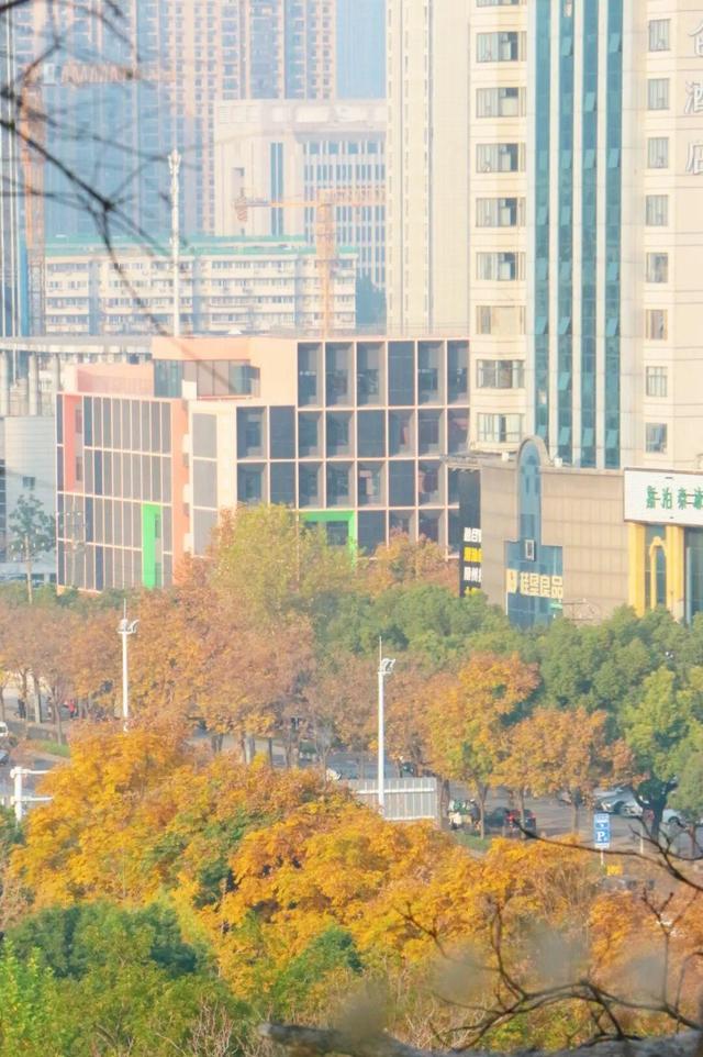 武昌赏秋天花板！这条被推荐100次的山路，迎来最美时刻