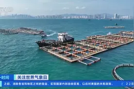 从选址到投苗，精准化气象服务“护航”广东湛江金鲳鱼养殖图片