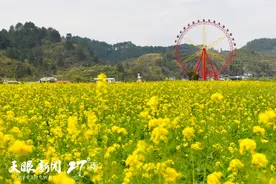 延长“花经济”生命力 ！贵州各地积极打造多元化旅游产品图片