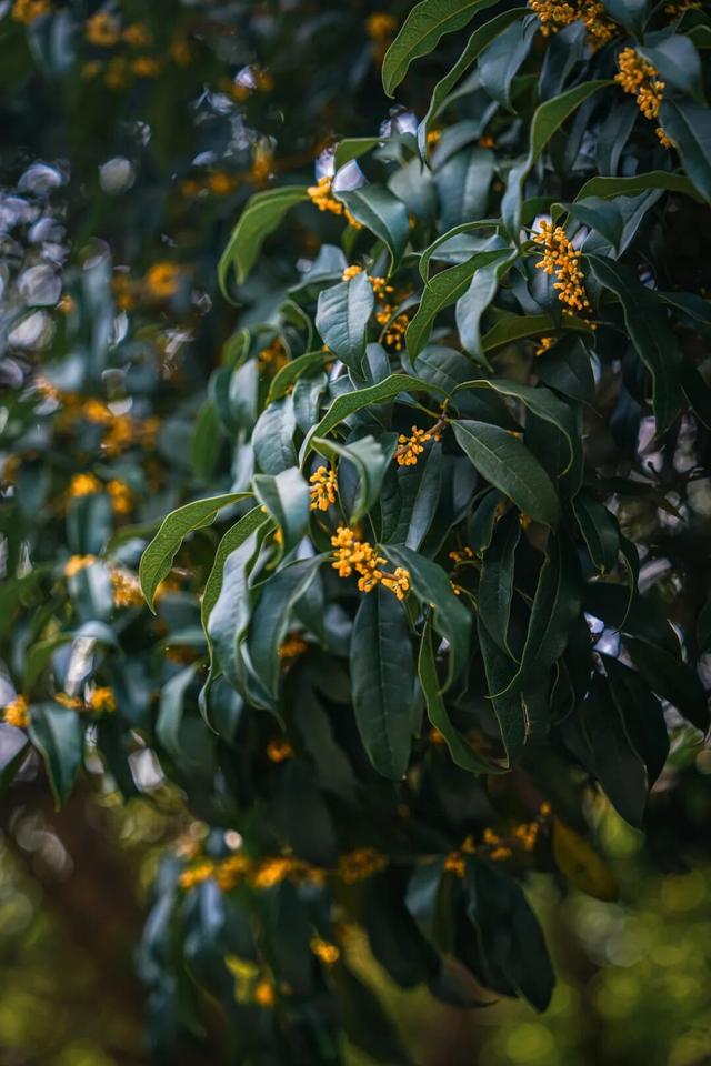这里的秋，是一场桂花味的江南旧梦