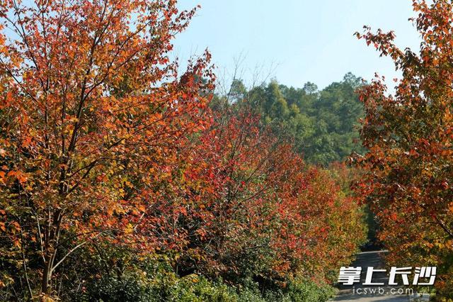 组图｜“小雪”来了，枫叶红了