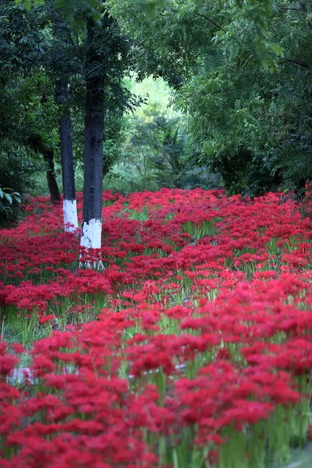 秋意渐浓，彼岸花开！简阳鳌山公园“红色花海”已上线