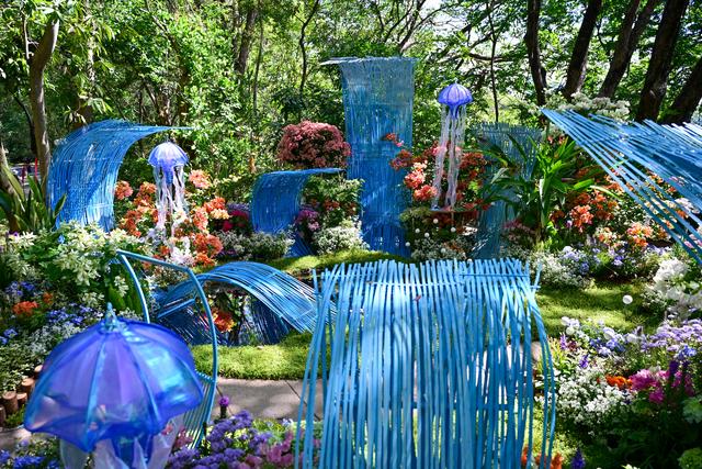 繁花盛宴邀你共赏，2025深圳簕杜鹃赏花周来啦！