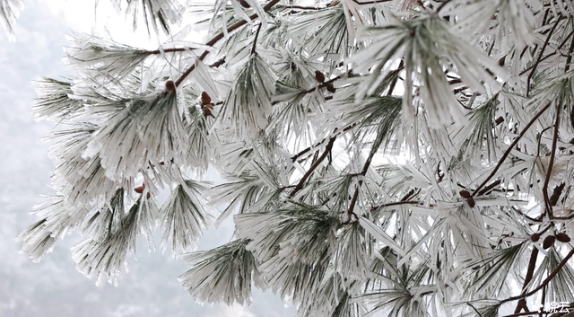 安徽歙县：寒潮催生雾凇景观 徽州天路银装素裹