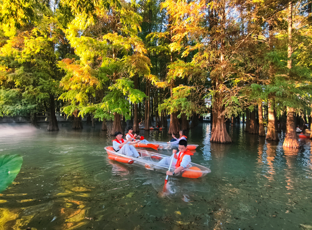速报！七星岩落羽杉开始变红，快来get秋天的第一张大片