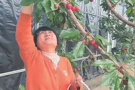 左云：大棚里的樱桃熟了图片