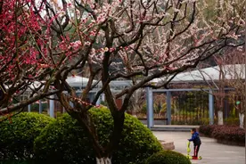满树琼英，如梦似幻……快去邂逅这限定烂漫图片