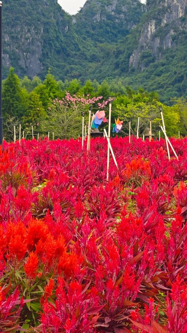 免门票！重阳节这个景区有福利！