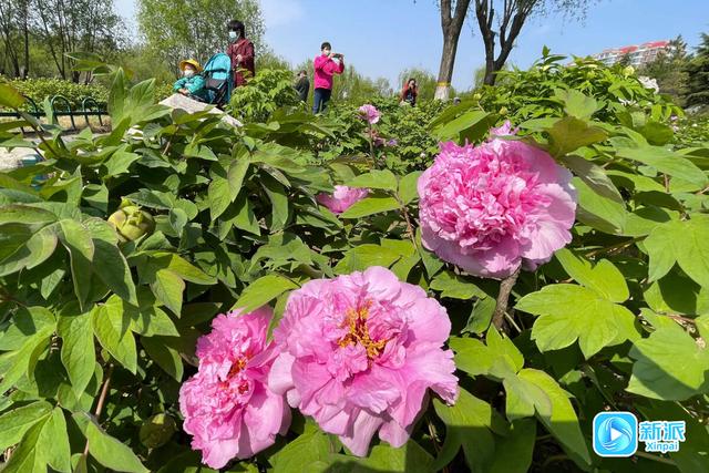 不负春日好时光，潍坊赏花指南请收好