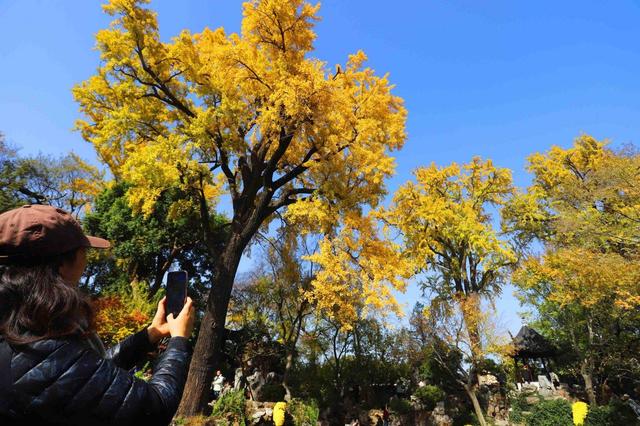 江苏苏州：游姑苏留园 赏金色银杏